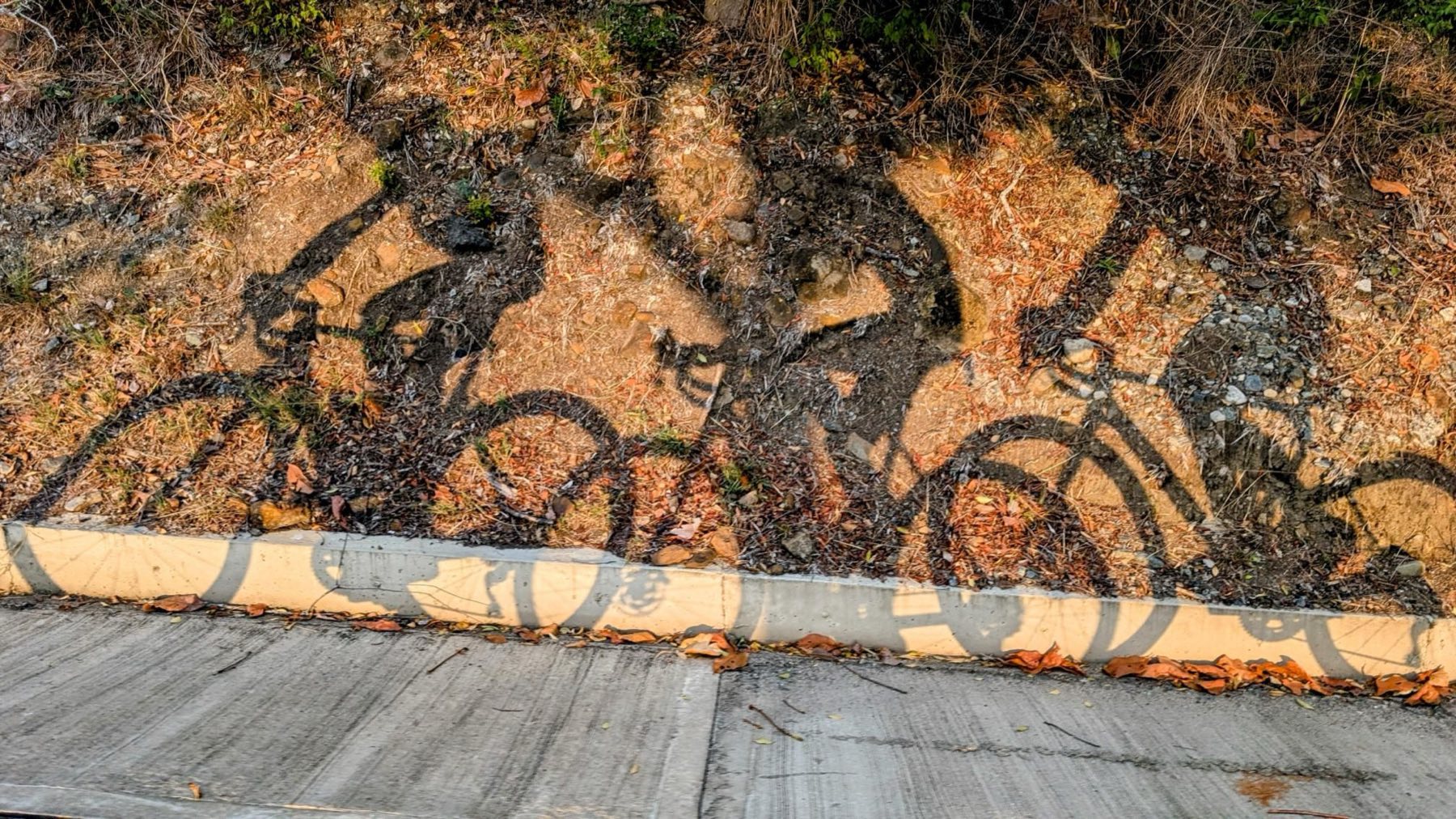 The shadows of two cyclists riding side by side, cast across a leaf-strewn roadside bank in low sun